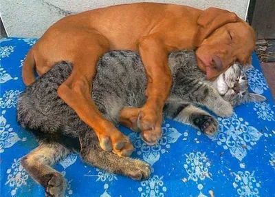 Собака и кошка вместе в одном доме - реальность.