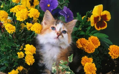 Котик с цветами рисунок - 77 фото