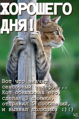  - Когда хозяин снова ушёл на работу, и тебе приходится  активировать режим ожидания 😅 Легко ли вам оставлять питомца одного дома?  Переживаете или спокойно к этому относитесь? Делитесь, как вас встречают