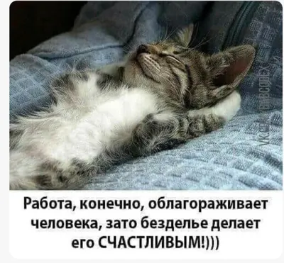 Доброе утро от Няши!) Хорошего тебе дня!!!) #Няша #Кошка #cat #Смешные... |  TikTok