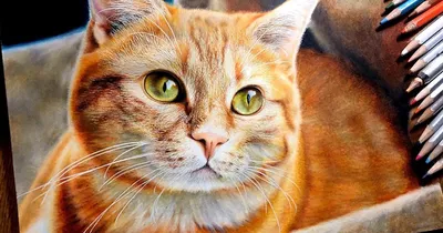 Раскраска Египетская мау | Раскраски кошек. Рисунки кошек, картинки кошек