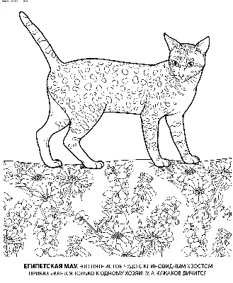 Рисунки котов и кошек для срисовки - 100 картинок »  — Сайт  Хорошего Настроения