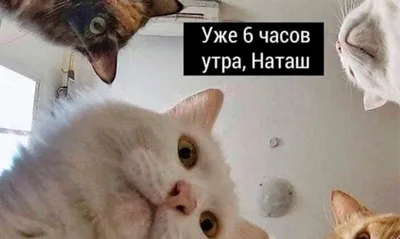 Наклейки стикеры животные мемы Коти, Коты, Кошки, Cats А4 Geek On 64473054  купить за 189 ₽ в интернет-магазине Wildberries