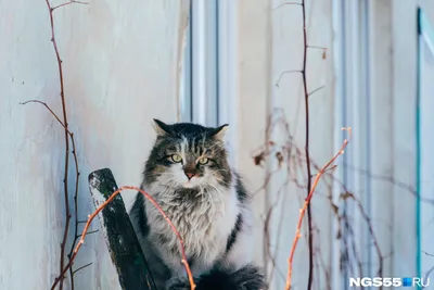 Сколько лет живут кошки, фото котов-долгожителей -  - НГС