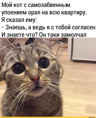 Коты | Пикабу