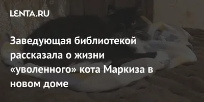 смешные коты с надписями 2024 | ВКонтакте