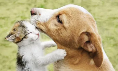 Милые фотографии дружбы котов и собак | ТОП 10 | Дзен