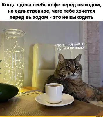 Мемы с котами | 🔝Топовые Мемы🔝 Amino