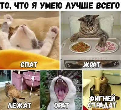 Смешные мемы с котами, часть 1 | Всеволод Пушистый | Дзен