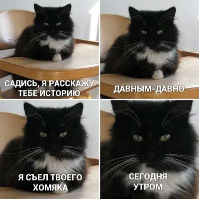 130 смешных мемов и картинок с котиками