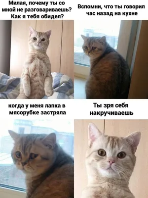 Смешные мемы с котами, которые поднимут вам настроение