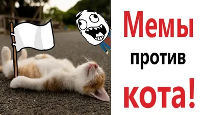 Жизненные мемы с котами на день. Найдется под любую ситуацию! | Krutye  puski | блог котов и их человеков | Дзен