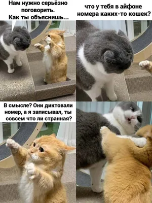 Наклейки стикеры животные мемы Коти, Коты, Кошки, Cats А4 Geek On 64473054  купить за 189 ₽ в интернет-магазине Wildberries