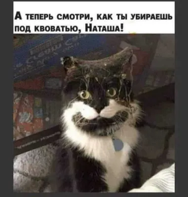 Типичные коты | Пикабу