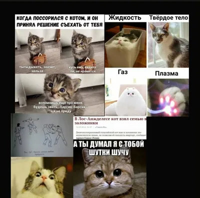 Мемы про биржу с котами