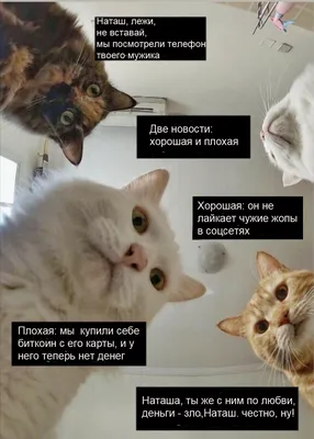 😻😻Любовь между кошкой и котом: не только инстинкты | Нос, хвост, лапы |  Дзен