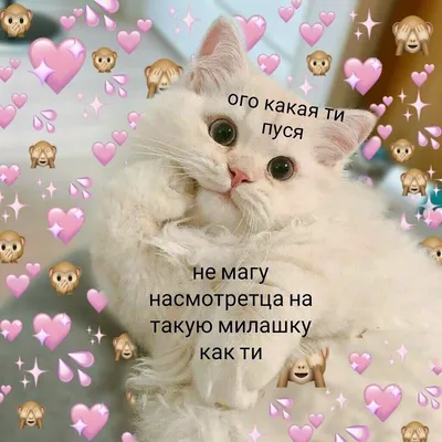 Пин от пользователя ✨ Umilia ✨ на доске Мемы с котами ฅ(๑•̀ω•́๑)ฅ | Милые  тексты, Веселые мемы, Мемы