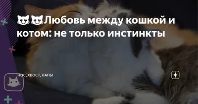 😻😻Любовь между кошкой и котом: не только инстинкты | Нос, хвост, лапы |  Дзен