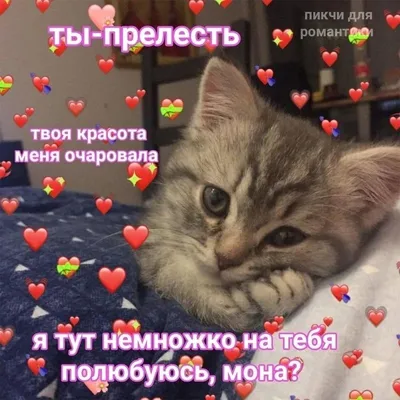 😻😻Любовь между кошкой и котом: не только инстинкты | Нос, хвост, лапы |  Дзен