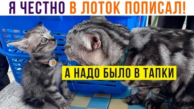 Дом с котами (Киев) — Википедия