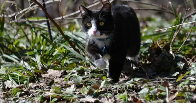 Жизнь с котами. 3 провальных убеждения, которые могли стоить моим питомцам  жизни🐱 | Котоварня|Мир, в котором я живу | Дзен