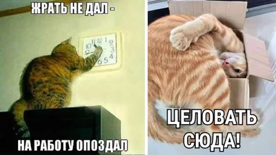 Наклейки с котами