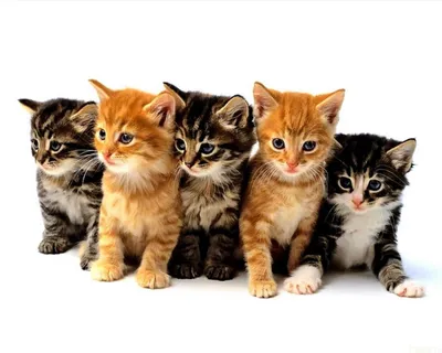 Смотреть передачу Осторожно, мимими! / Симпатичные котята и щенки онлайн в  хорошем качестве 720p