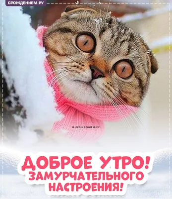 Доброе утро открытки с котами - подборка