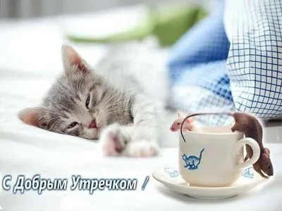 Стихи с добрым майским утром! Открытки с котятами! Коты, котики, милые  животные на майских открытках для вас! Стих Валерии Численок! С майским  утром... | Страница 6