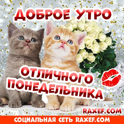 Доброе утро, понедельник! Проза, открытки с котятами, цветами и поцелуями!  Открытки для родных и друзей! Доброе утро! Желаю отличного понедельника!  Пусть... | Страница 6