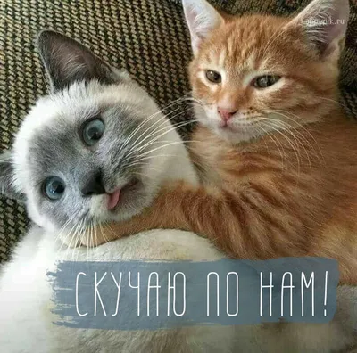 Скучаю по нам | Mascotas, Felinos, Animales graciosos