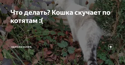 Скучаю по котятам