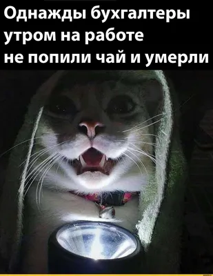 Смешные коты (60 фото) | Смешные фотографии кошек, Хмурый ... | Котята,  Смешное видео о кошках, Забавные фото