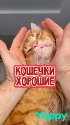 С котятами смешные #42