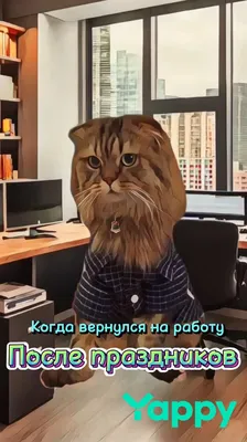 котэ (прикольные картинки с кошками) / смешные картинки и другие приколы:  комиксы, гиф анимация, видео, лучший интеллектуальный юмор.