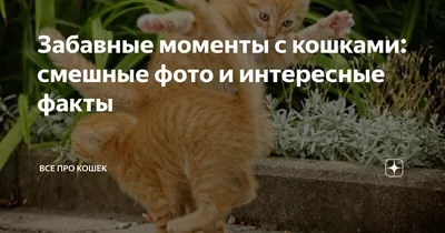 котэ (прикольные картинки с кошками) / смешные картинки и другие приколы:  комиксы, гиф анимация, видео, лучший интеллектуальный юмор.