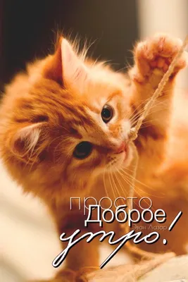 Белые кошки и коты (10 фото)