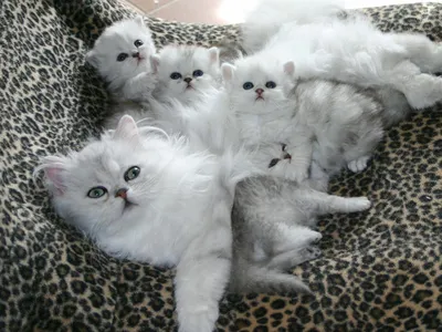 Фото Рыжая кошка с котятами