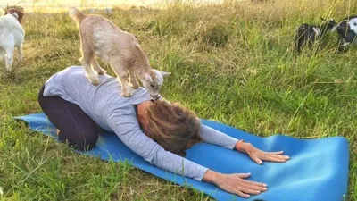 Жизнь В Сельской Местности И С Козами — стоковые фотографии и другие  картинки Без людей - Без людей, Бродячее животное, Горизонтальный - iStock