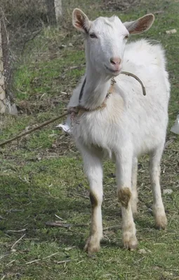 Поездки за козами | Пикабу
