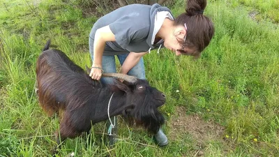 Подружиться с козлом. Ошибки процесса. )) | Дневники егеря | Дзен