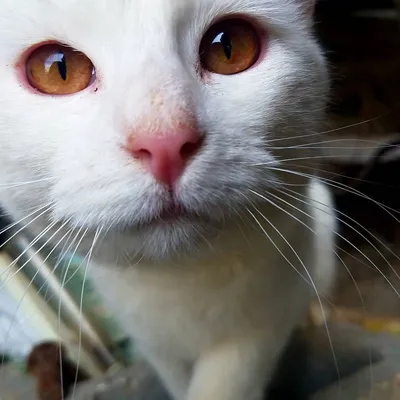 Кошка с красными глазами - картинки и фото 