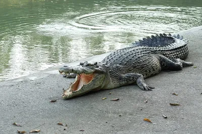 В Китае из питомника сбежали более 70 крокодилов | РБК Life