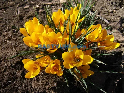 Крокус Желтый (Crocus Yellow) - Луковицы крокусов - купить недорого Крокусы  в Москве в интернет-магазине Сад вашей мечты