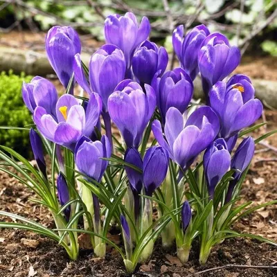 💜 Крокусы из фоамирана БЕЗ МОЛДА. Композиция с крокусами. Crocuses from  foamiran / Творческое место - YouTube