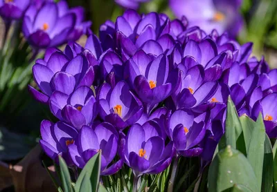 Крокус - Crocus. Уход за Крокусами. Фото