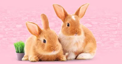 Заставки на телефон - картинки с милыми кроликами | Cute baby bunnies, Cute  animals, Cute bunny pictures