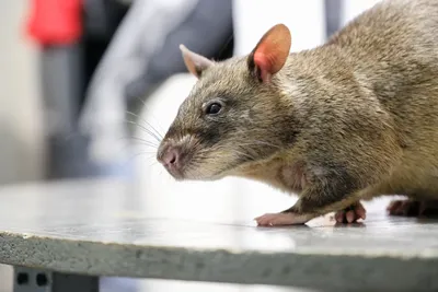Кемеровский фрилансер кормил своего семилетнего сына подвальными крысами. |  Пикабу