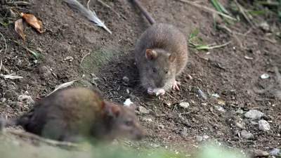 В Шымкенте на борьбу с крысами выделили 14 млн тенге — Новости Шымкента