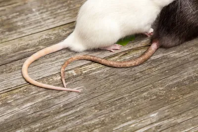 Куда бегут крысы с помойки в вашем дворе? - MagadanMedia
